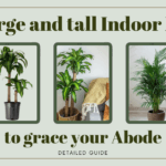 17 Large and tall Indoor Plants