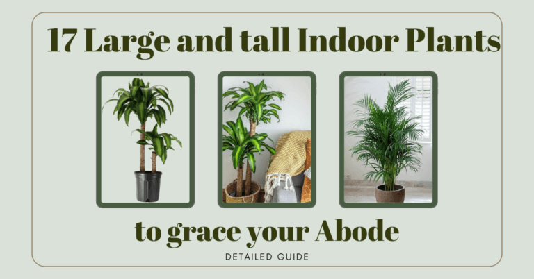 17 Large and tall Indoor Plants