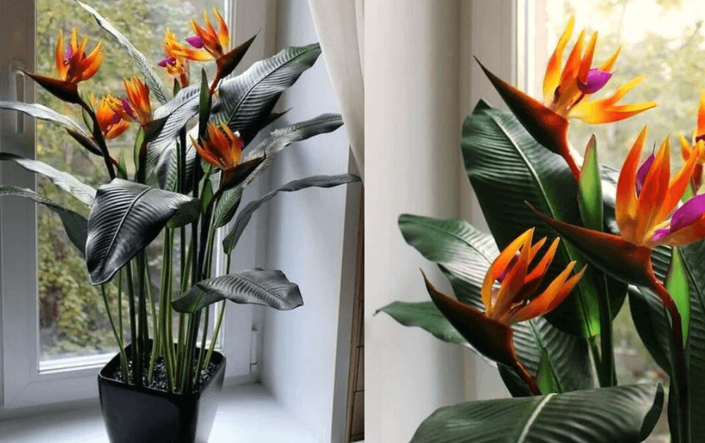 Bird-of-Paradise (Strelitzia reginae) 