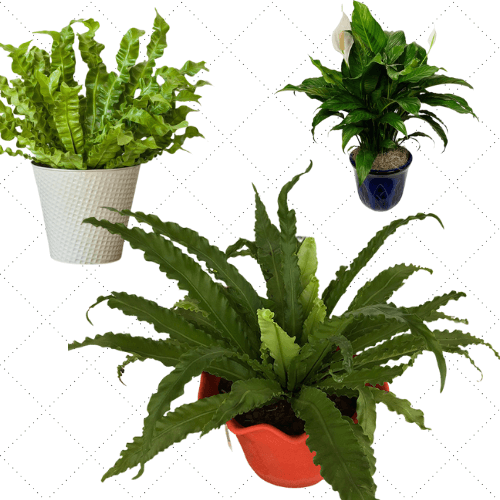 Bathroom Indoor Plants That Absorb Moisture