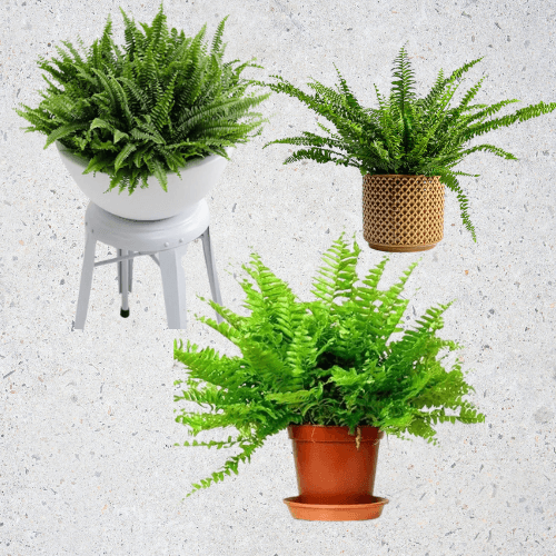 Bathroom Indoor Plants That Absorb Moisture