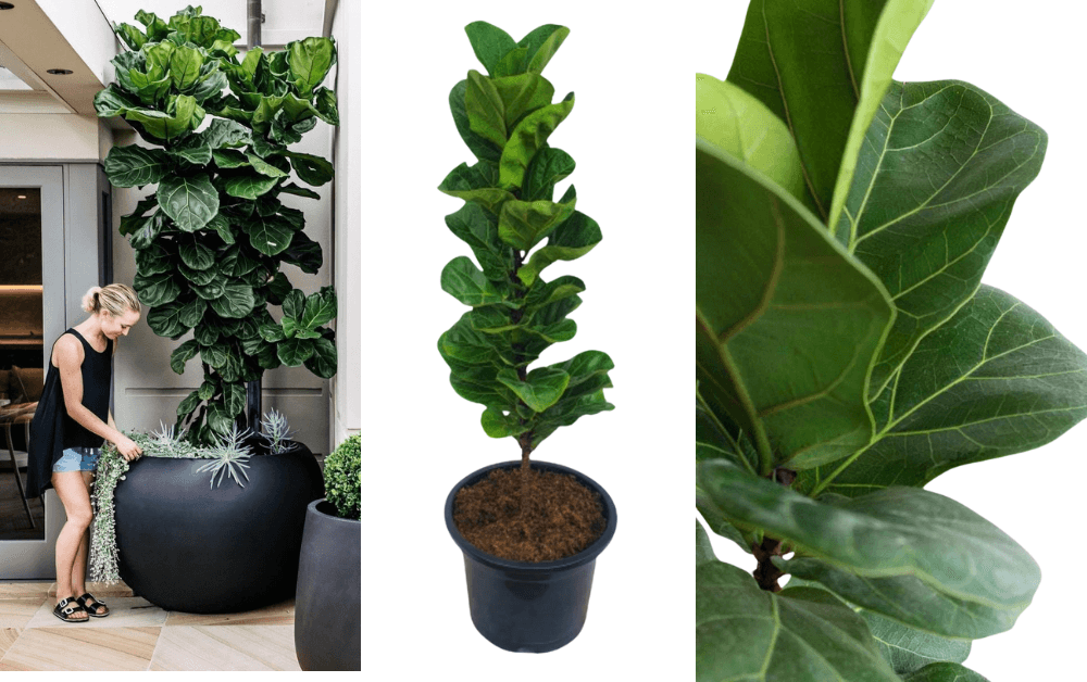 Fiddle-Leaf Fig Tree (Ficus lyrata) 