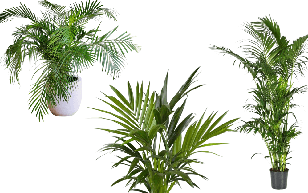 Kentia Palm (Howea forsteriana) 