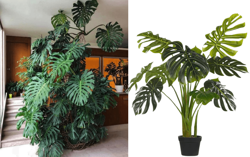 Monstera Plant: Monstera Deliciosa: 