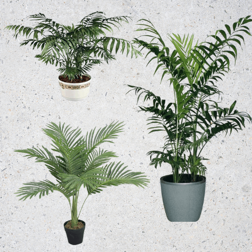 Bathroom Indoor Plants That Absorb Moisture