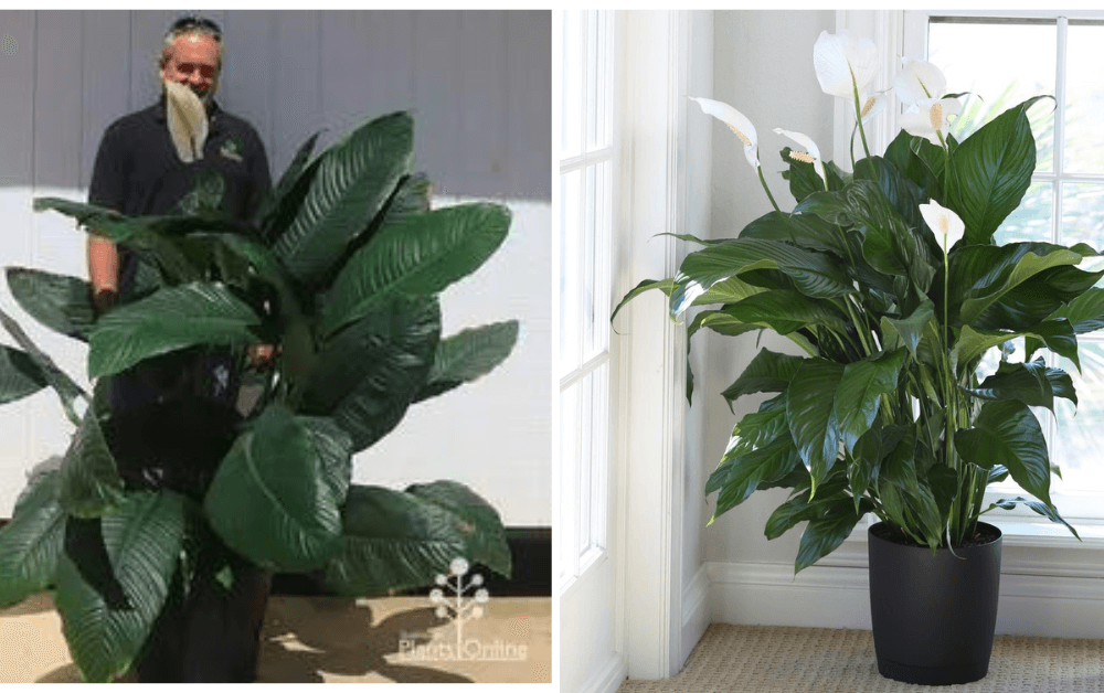 Peace Lily (Spathiphyllum) 