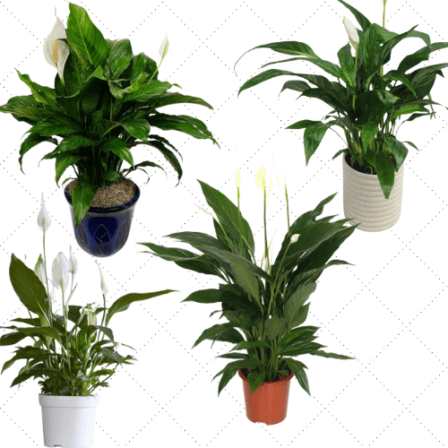 Bathroom Indoor Plants That Absorb Moisture