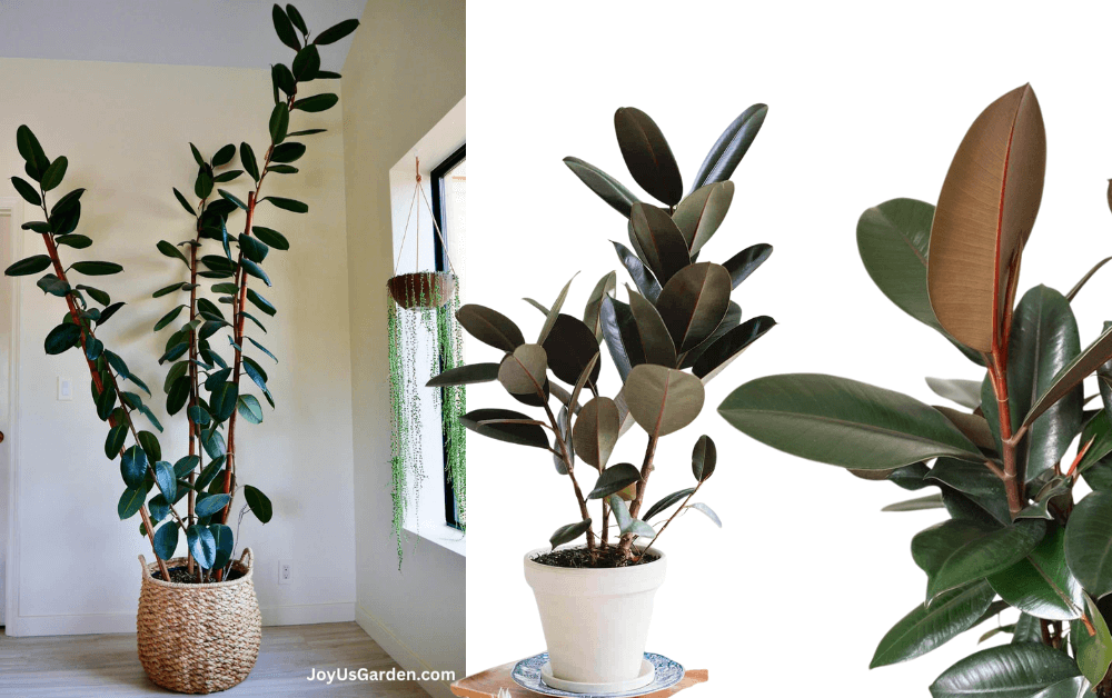 Rubber Plant (Ficus elastic)