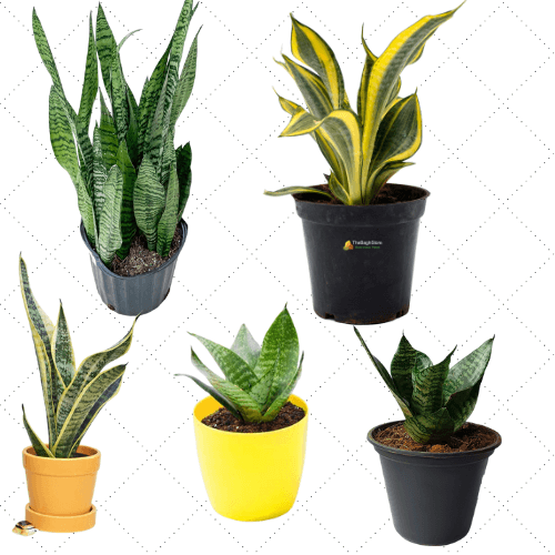 Bathroom Indoor Plants That Absorb Moisture