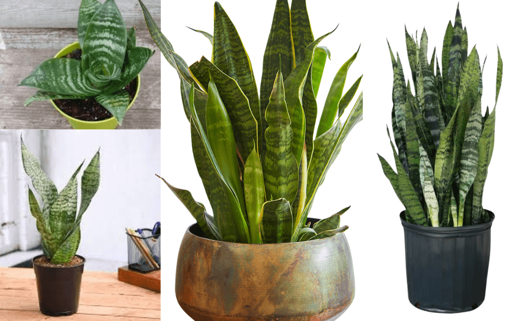 Snake Plant (Sansevieria trifasciata)