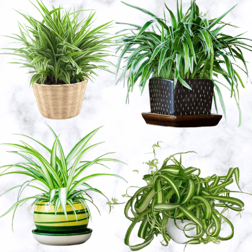 Bathroom Indoor Plants That Absorb Moisture