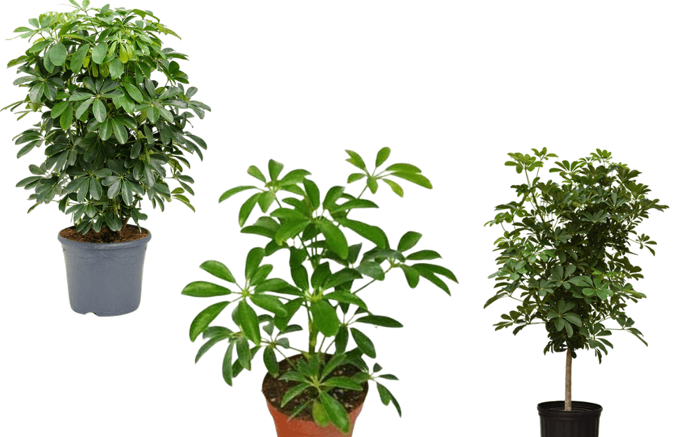 Umbrella Tree (Schefflera)